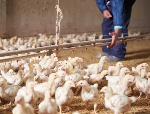 Inside George’s: Raising Healthy, Happy Chickens with Care and Expertise