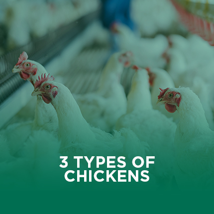 3 Types Of Chickens